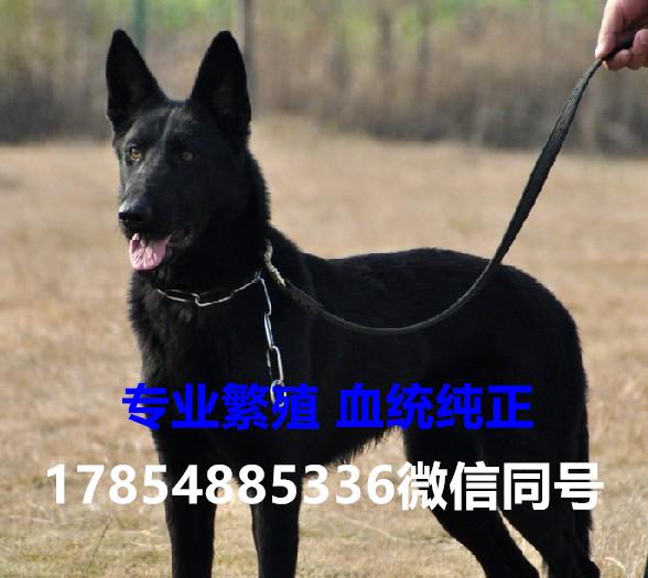 纯种东德牧羊犬市场价格深度解析，洞悉犬种市场价值