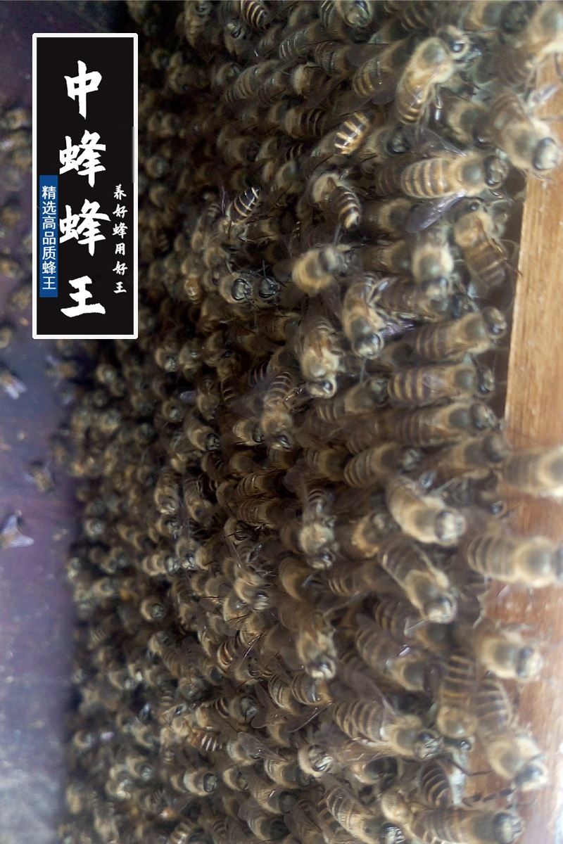 中蜂蜂王售价揭秘，科技新品介绍