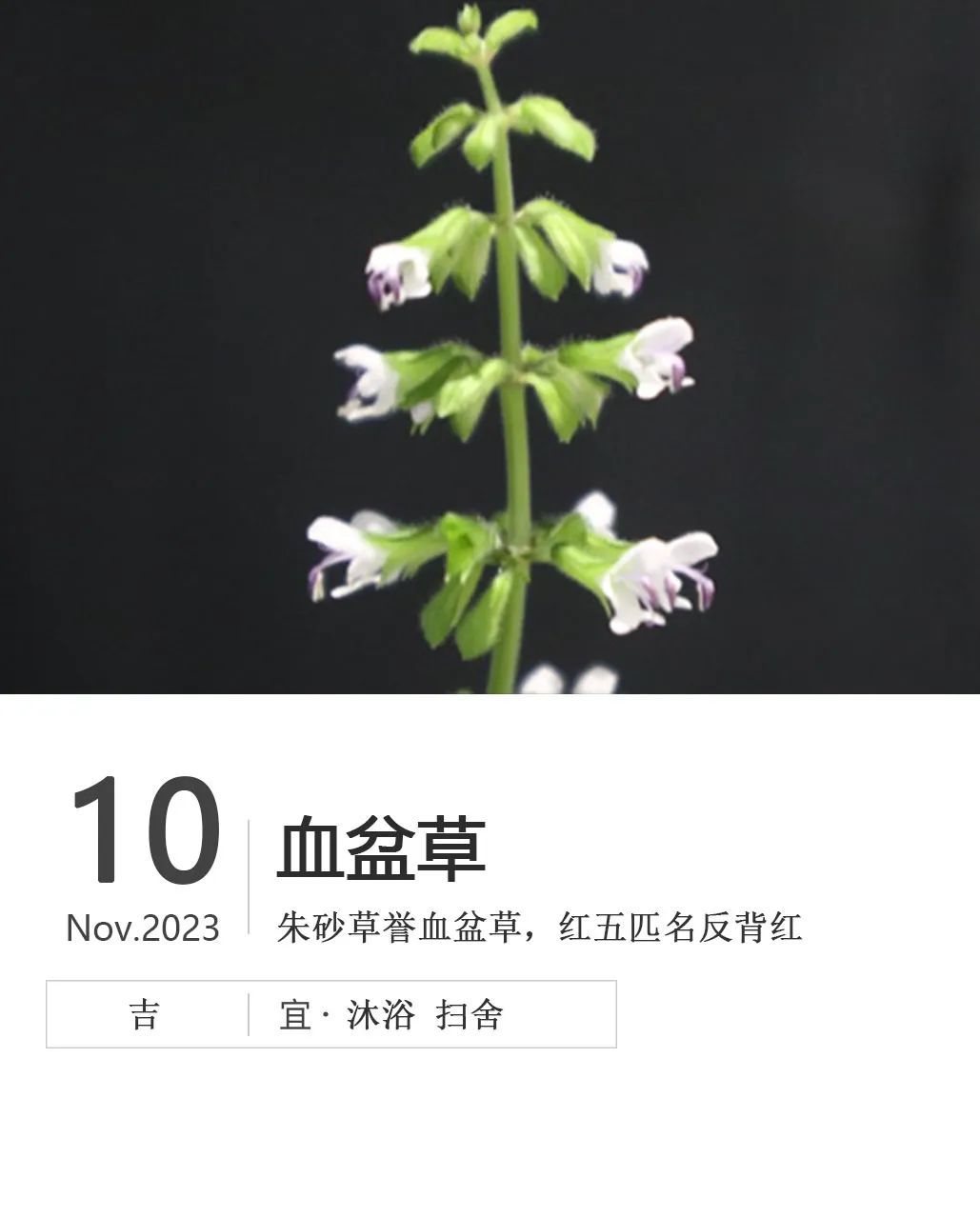 血盆草价格行情解析及最新动态