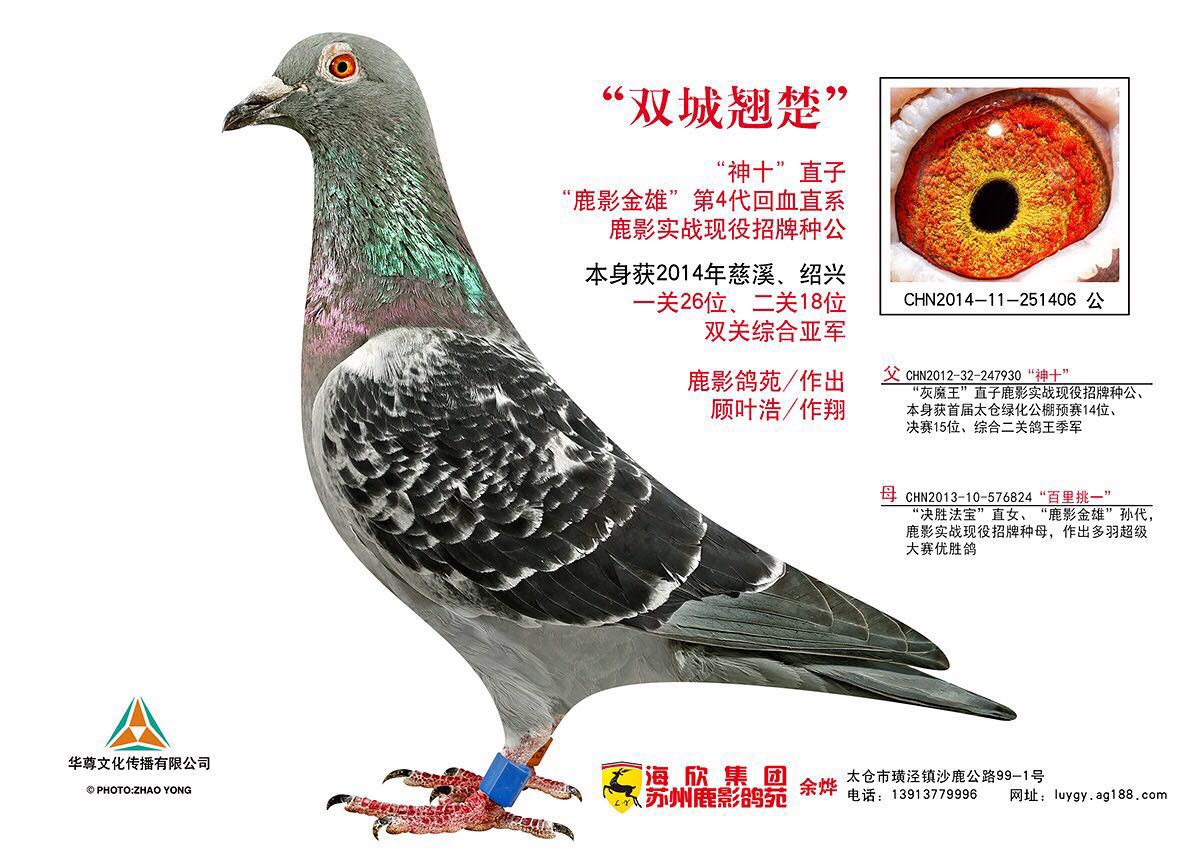 东北天龙鸽苑最新图片，自然美景探索之旅独家呈现