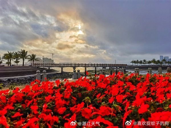 湛江最新天气预报，气象更新与日常温馨趣事