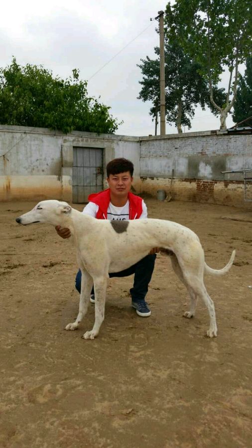 保定最新格力犬贴吧，科技革新体验，引领未来生活
